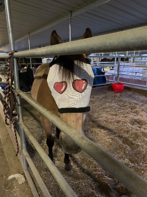 An A&O patrol horse wears protective eye coverings during dusty conditions